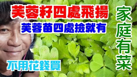 芙蓉種植方法|【家庭有菜】芙蓉種子天然或人工育苗，以及賺取外快。